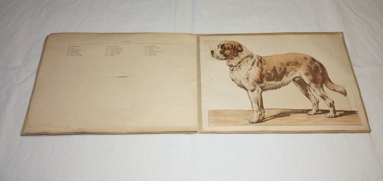 Le chien : Extérieur et anatomie