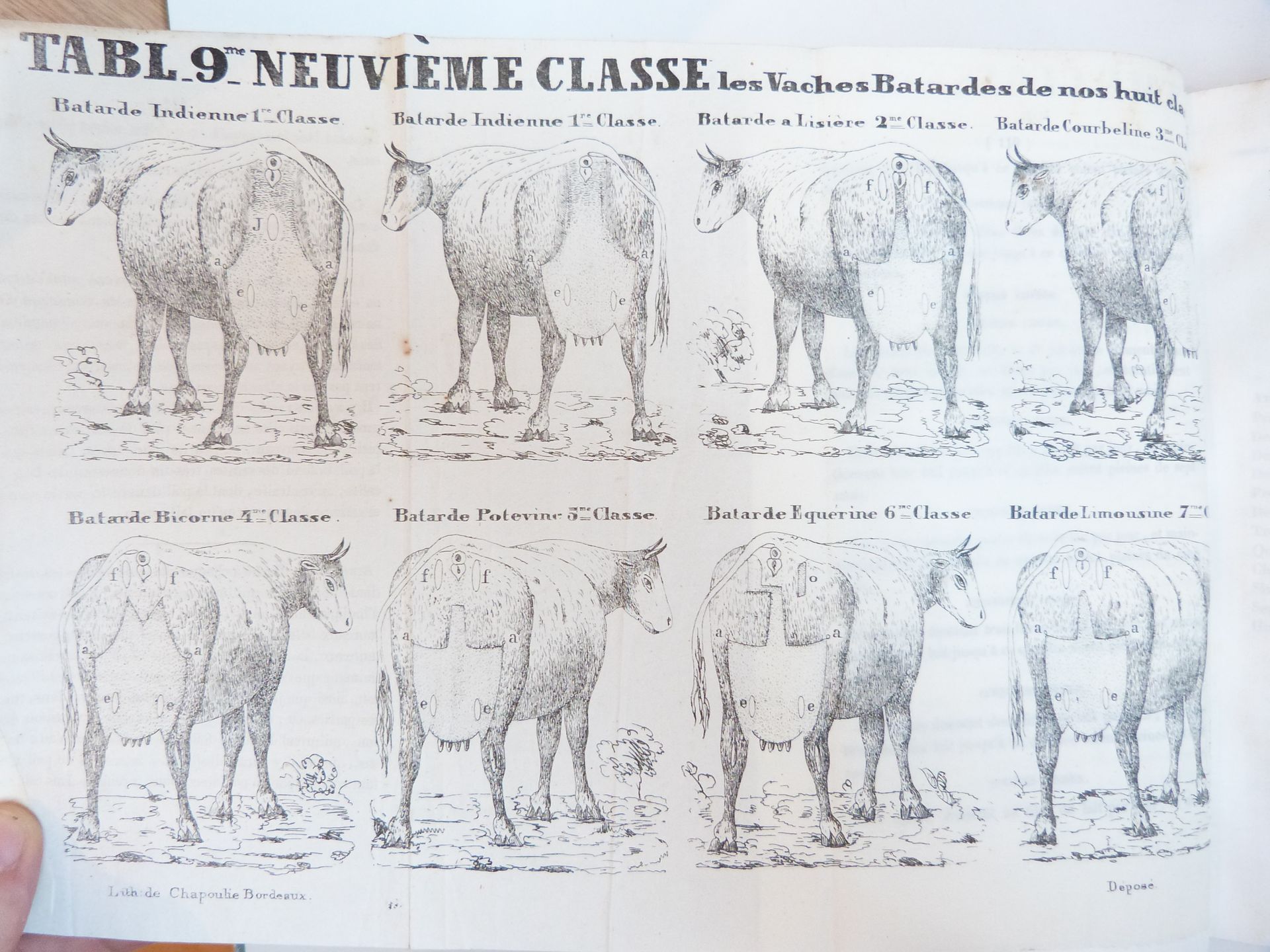 Traité des Vaches Laitières