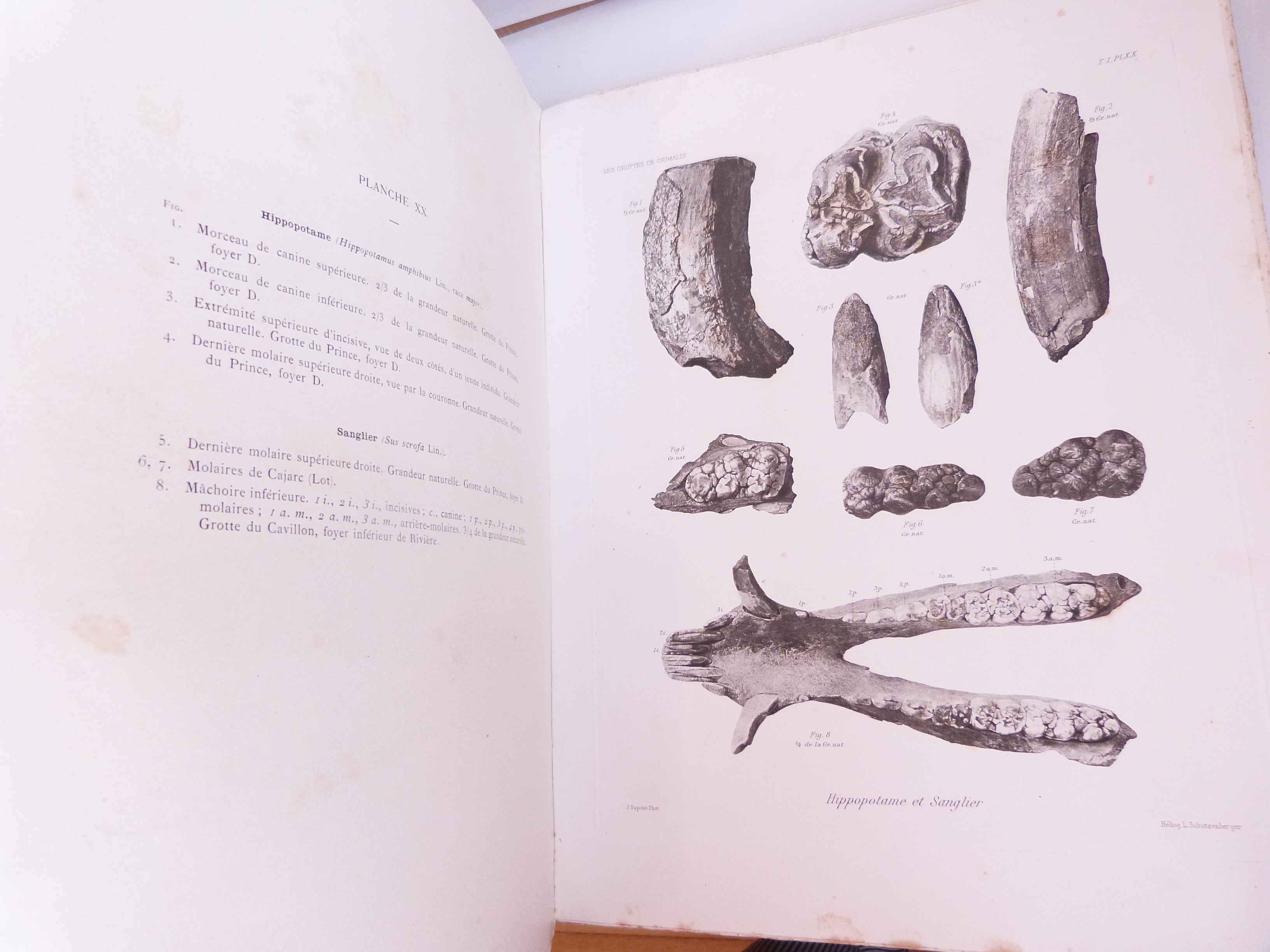 Les grottes de Grimaldi (Baousse-Rousse). Géologie et Paléontologie. Tome I - Fascicule II et Fascicule III.